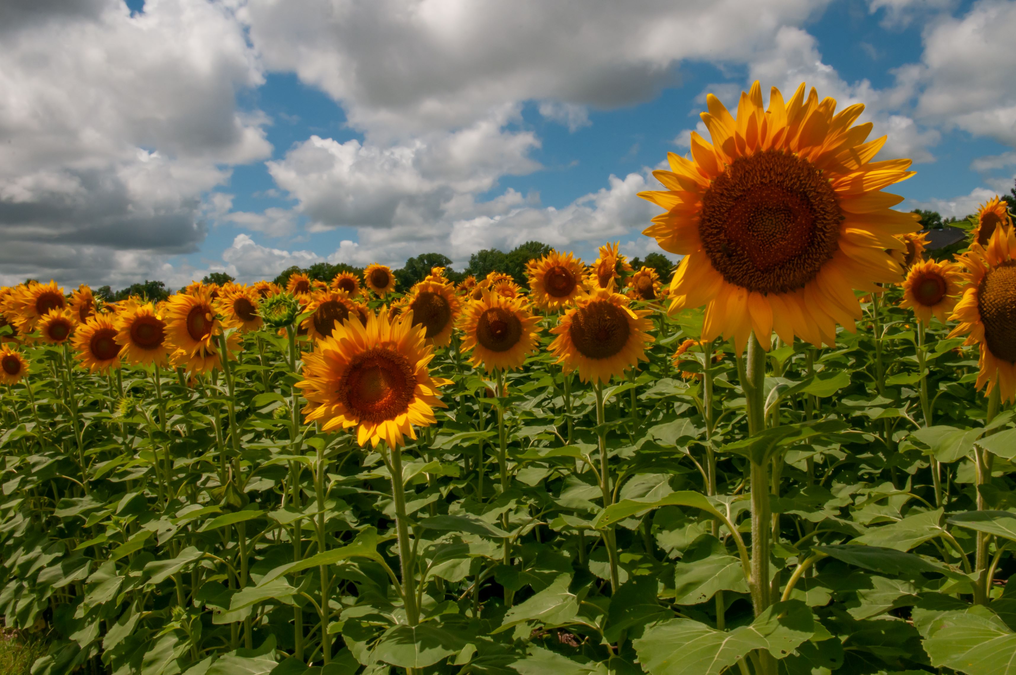 Kansas sunflowers
